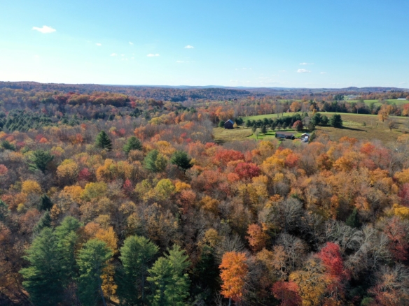 green and brown trees under blue sky during daytime