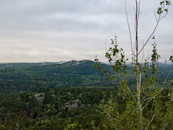 a view of a forested area with mountains in the distance