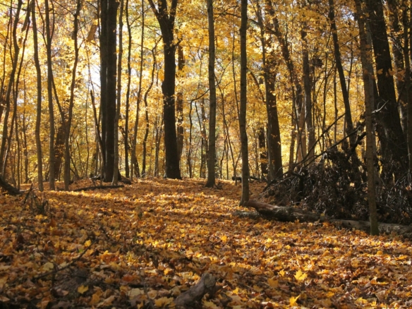 brown dried leaves on ground
